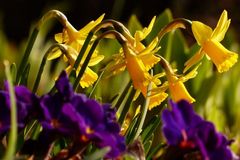 Wie riecht f&uuml;r Euch der Fr&uuml;hling?