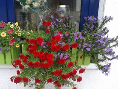 M&auml;nnertreu, Verbene, Astern