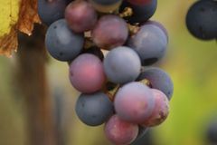 Sonnenschein f&uuml;r guten Wein