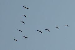 Kranich-Flug: Der Keil muss sein