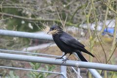 Raben und Kr&auml;hen