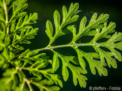Der Schrecken aller Allergiker