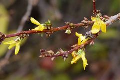Bunte Blüten statt kahlem Geäst