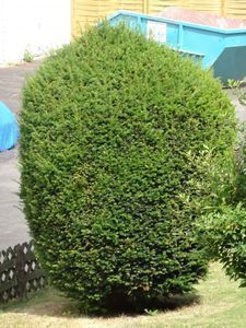 Hortensien, Zimmerpflanzen, Immergr&uuml;ne