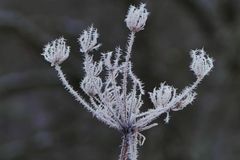 Garten nochmals k&auml;ltesicher machen!