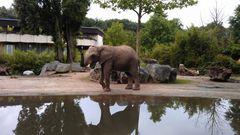 Vom Wohnzimmer ins Elefantengehege?