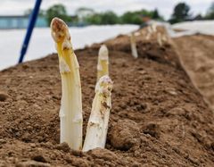 Der Spargel kommt wahrscheinlich fr&uuml;her!