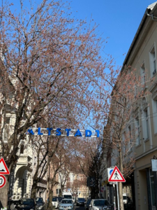 Erste Bl&uuml;ten schon da!