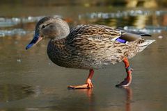 Keine Spur vom Fr&uuml;hling?